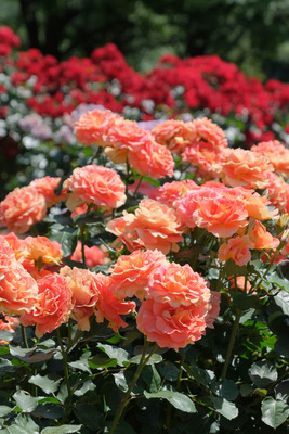 37-DSCF1255