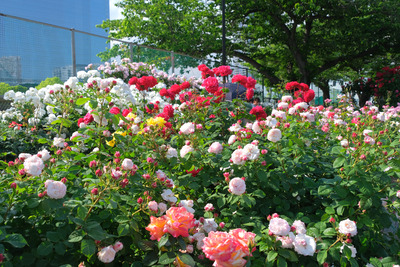 43-DSCF1665