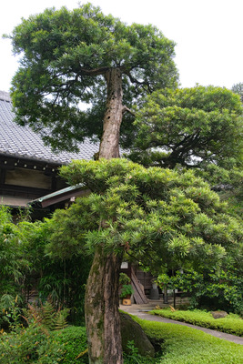 41-DSCF1145