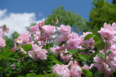 87-DSCF1296