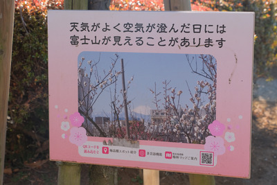 78DSCF9575