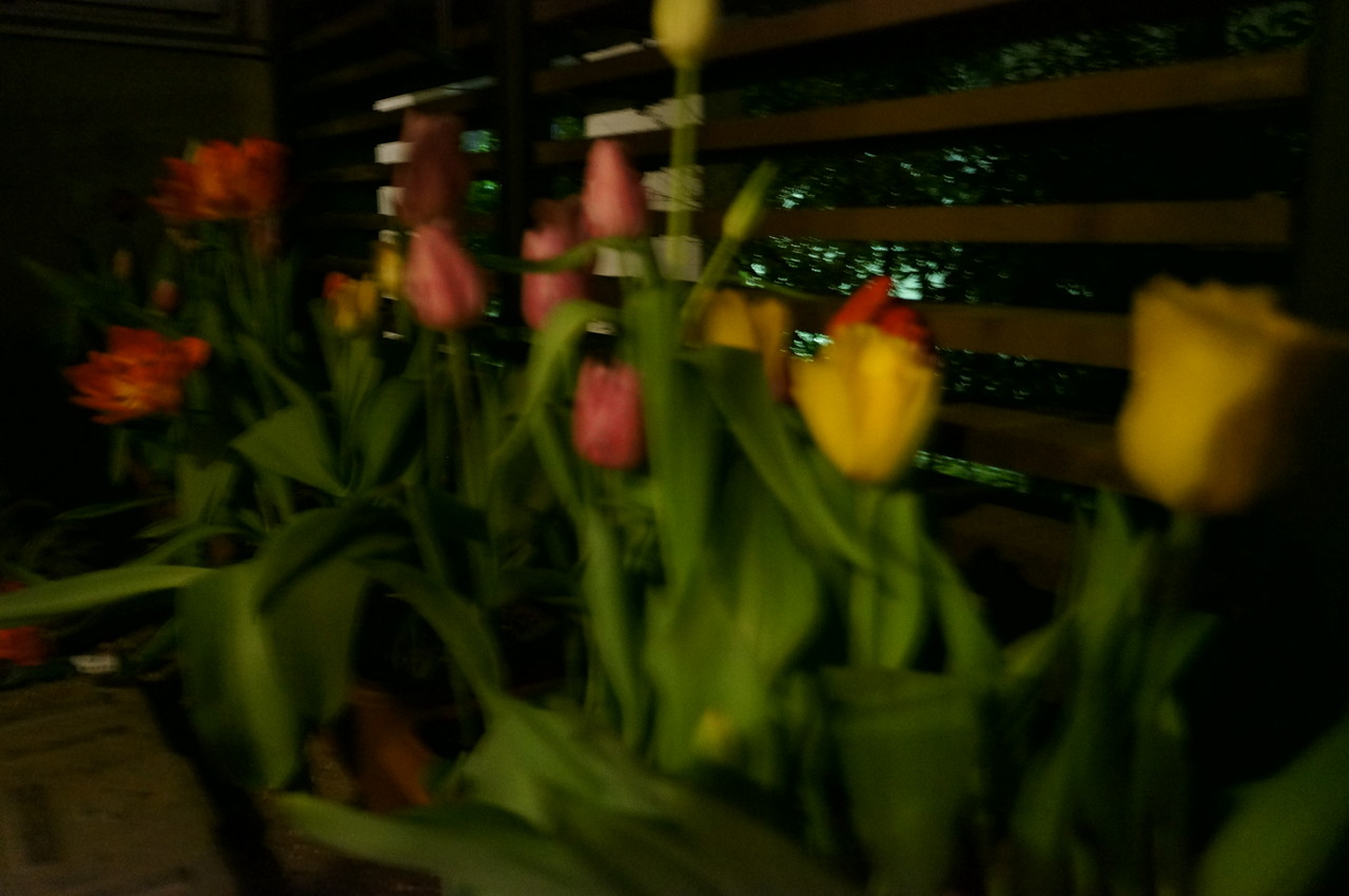 晴れ 時々 マーケティング チューリップは満開です Livedoor Blog ブログ