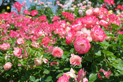 42-DSCF1262