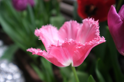 c-5DSCF2928