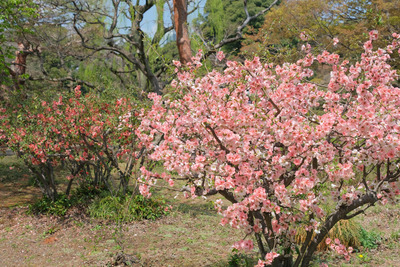 403-2DSCF0421