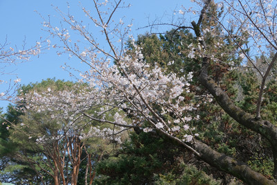 42DSCF0568
