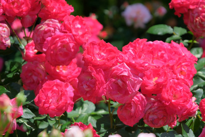 39-DSCF1216