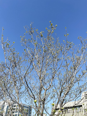 81-IMG_8934