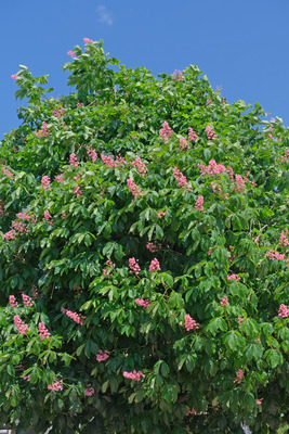 60-DSCF1418