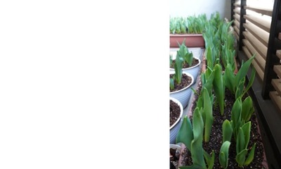 【4月02日 日曜日】