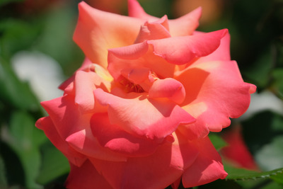 51-DSCF1224