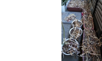 【6月03日 土曜日】