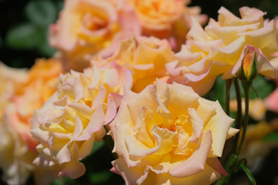 36-DSCF1196