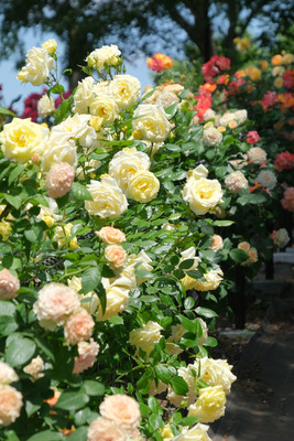 31-DSCF1177