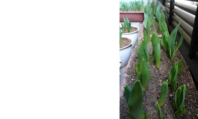 【3月25日 土曜日】