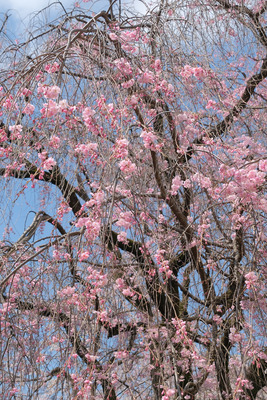 354-DSCF0332