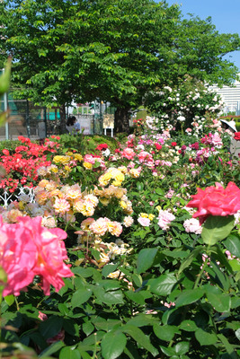 41-DSCF1601
