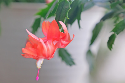 30-DSCF9315