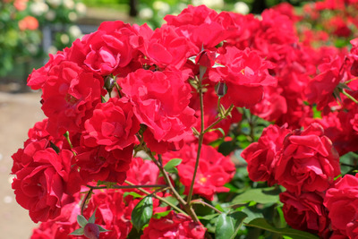 41-DSCF1311