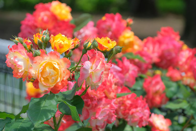 21-DSCF1193