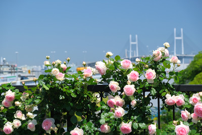 115DSCF3368
