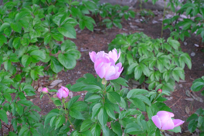 35DSCF1101