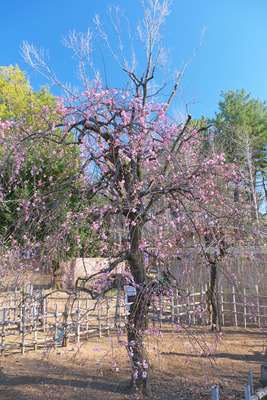 47-DSCF9489