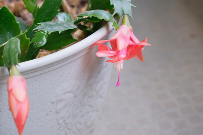 4-2DSCF9781