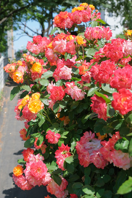 121DSCF1291