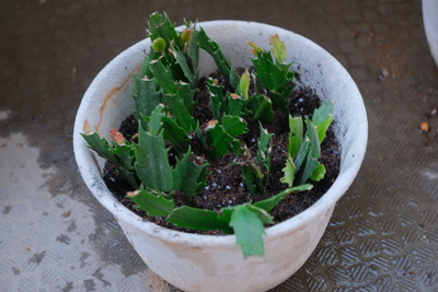 140DSCF1786