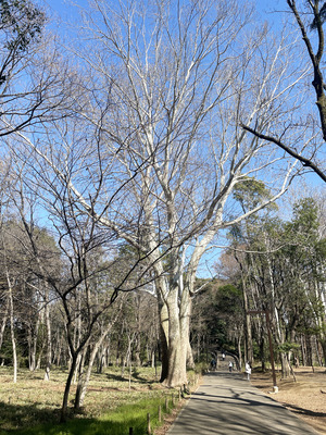8-IMG_8649
