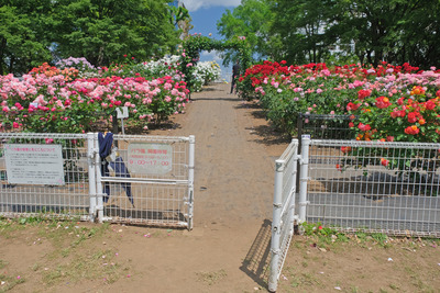18-DSCF1181