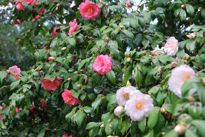 270-DSCF0269