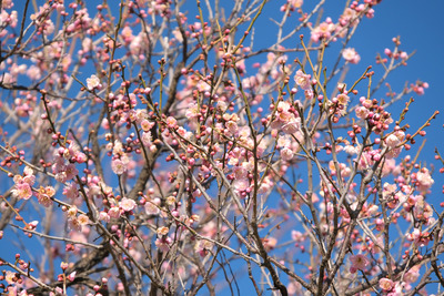 19-DSCF9456