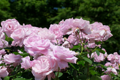 40-DSCF1260