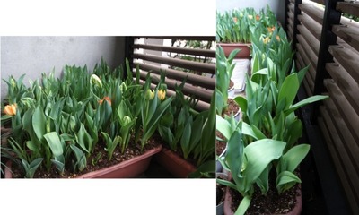 【4月09日 日曜日】