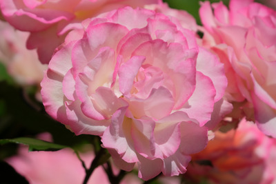 61-DSCF1190