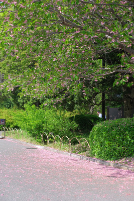 233-DSCF0802