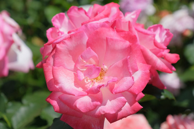 50-DSCF1183