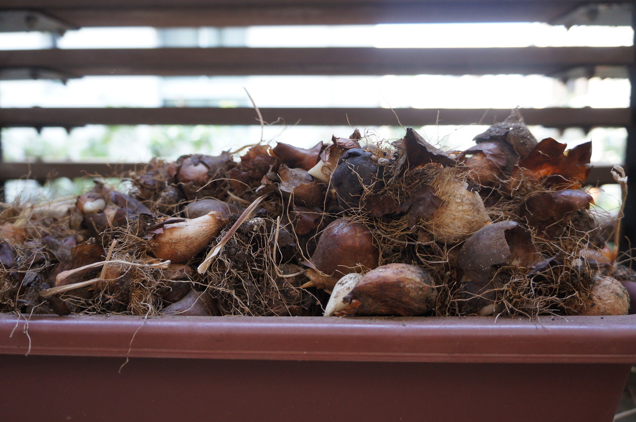 晴れ 時々 マーケティング 14年チューリップ日記 総集編その４ Livedoor Blog ブログ