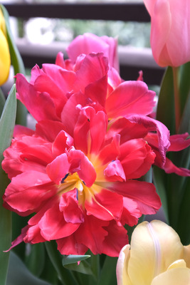c-1-3DSCF3019