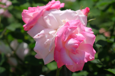 62-DSCF1229