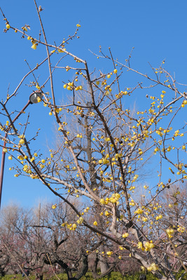 26-DSCF9474