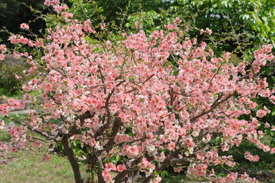403-1DSCF0415