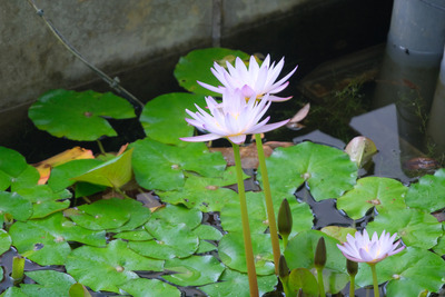 181DSCF0183