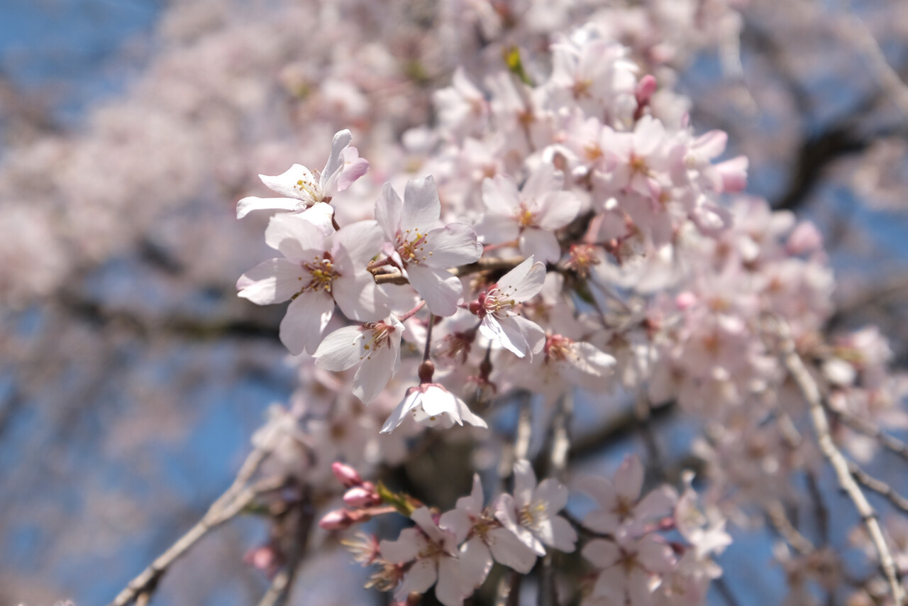 晴れ 時々 マーケティング 東郷寺でしだれ桜 その３ Livedoor Blog ブログ