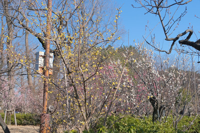 25-DSCF9467
