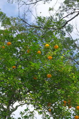 272-DSCF0273