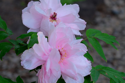 34-1DSCF1031