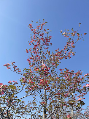 80IMG_8935